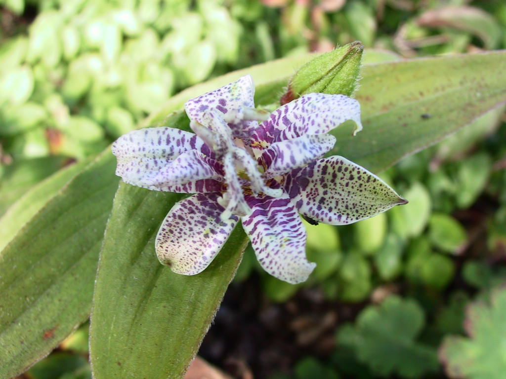 Tricirtis hirta 03.jpg